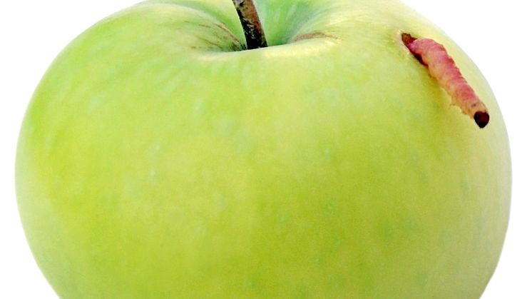Jäst och virus i dödlig cocktail mot skadeinsekter