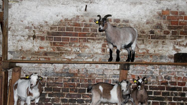 Weihnachten im Stall auf dem Klostergut Mößlitz: Bärenherz erhält beeindruckende Spende