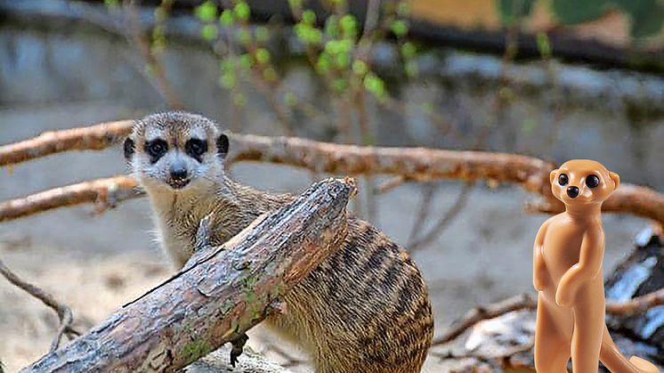Neugierige Erdmännchen im Tierpark Germendorf