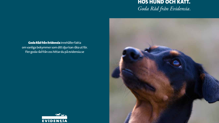 Om din hund fått i sig råttgift!