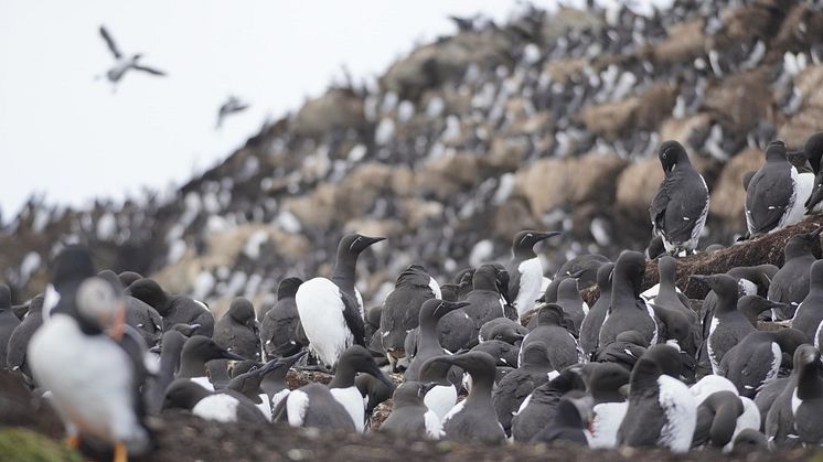 En sjöfågelkoloni i Norge, där denna modell skulle kunna tillämpas. Foto: Claus Rüffler