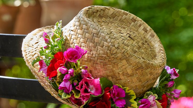 Använd dina pelargoner även till snitt, varför inte på sommarhatten! Foto: Blomsterfrämjandet/Pelargonium for Europe