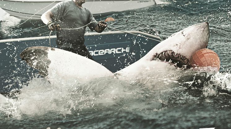 Shark Wranglers