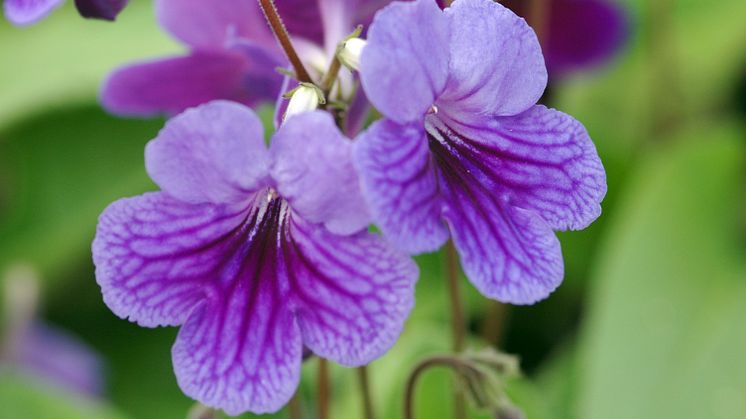 Streptocarpus Spirit
