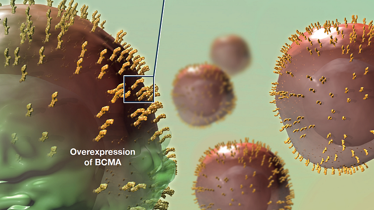 AMG 701 är en BiTE-molekyl med förlängd halveringstid som binder till dels B-cellmognadsantigen, BCMA, på myelomceller, dels CD3 på T-celler.