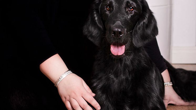 Lustans Dare and Win "Winnie" är Årets bragdhund 2019. Foto: Madelene Jonsson 