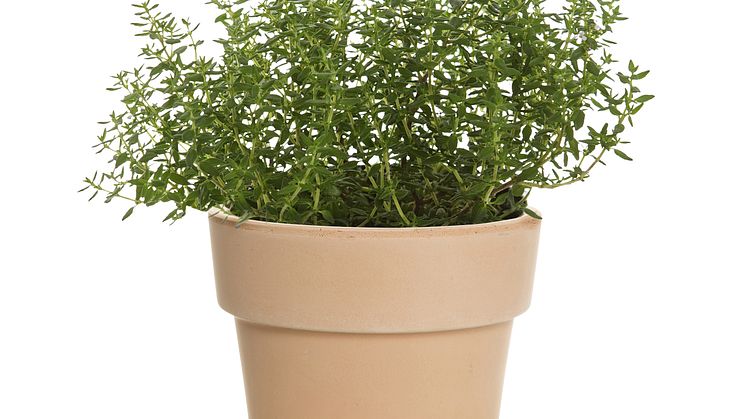 Timjan kryddväxt