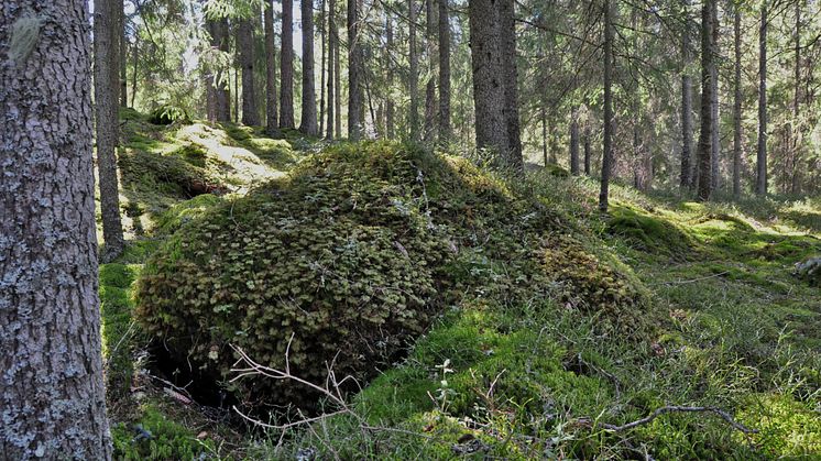 Boksjön, granskog