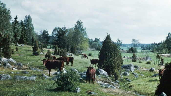 Att spränga fornlämningar