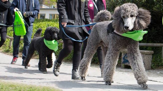 Stockholm Charity Dog Walk - För djurfria forskningsmetoder
