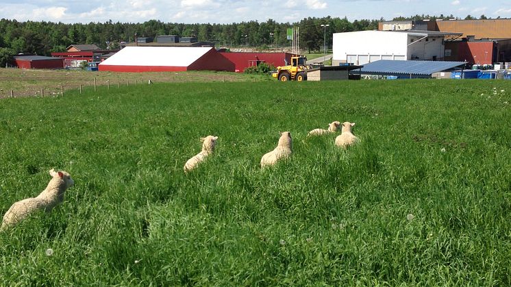 Får ”klipper gräset” på Lilla Nyby