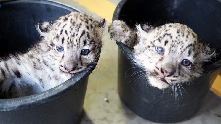Schneeleoparden-Zwillinge im Zoo Leipzig