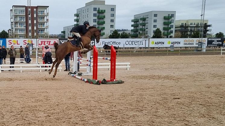 Hoppning med unghästar 4, 5 och 6-åringar.
