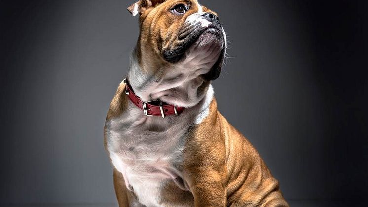 PRESSINBJUDAN TILL MyDOG DEN 5-8 JANUARI 2017 PÅ SVENSKA MÄSSAN 