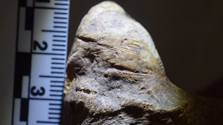 Scientists discover oldest evidence of early human activity in Europe