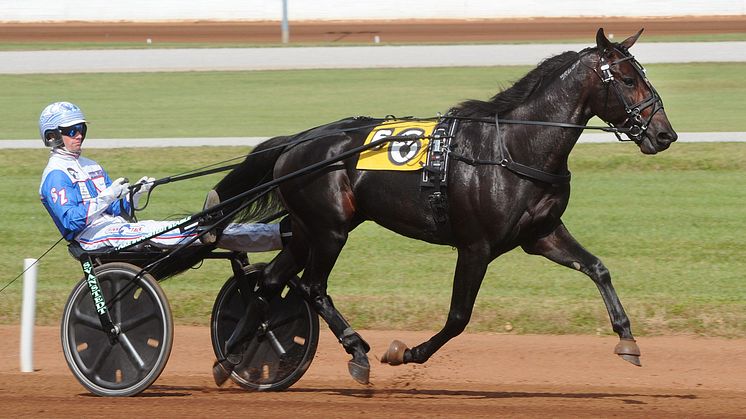 Amerikanen Back Of The Neck är inbjuden till Elitloppet 2022. Foto: Stall TZ. 