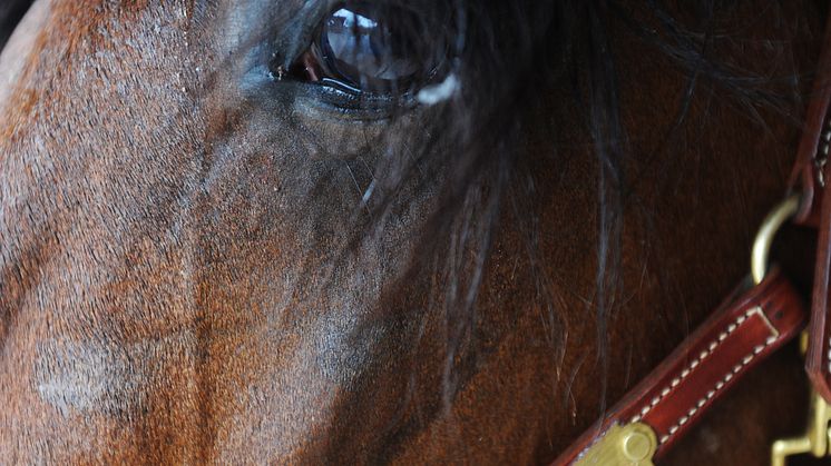 Trevlig travhelg inleds med Jackpot på V75