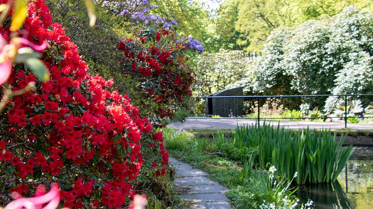 Rhododendron