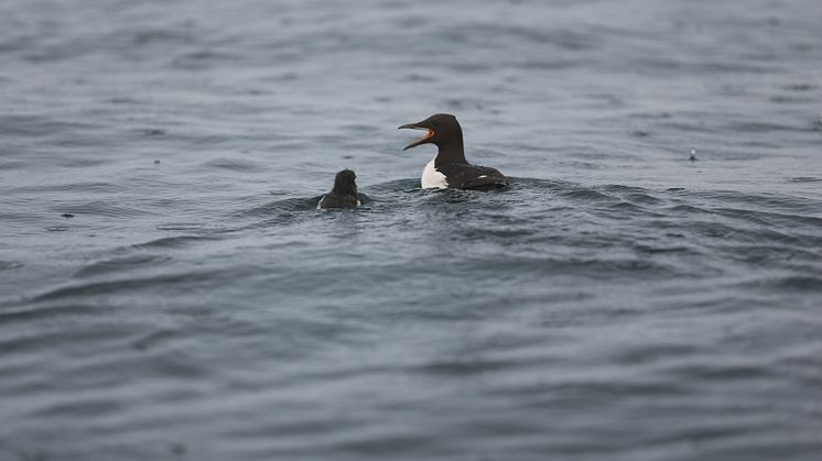 Chick and father Brünnich’s guillemots departing the breeding colony (Photo: Hallvard Strøm, Norwegian Polar Institute).