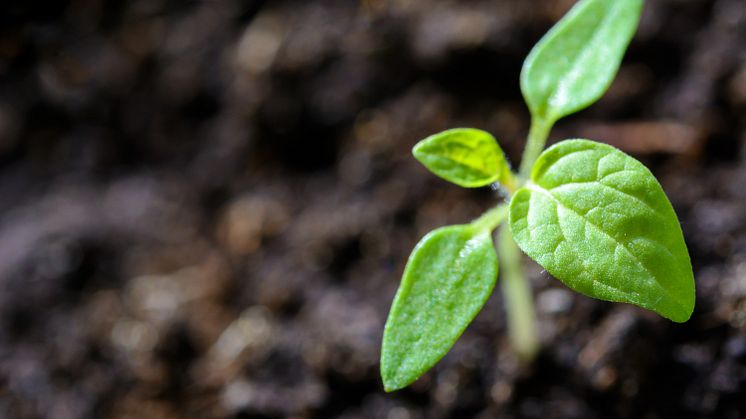 EU indfører strammere regler for indførsel af planter
