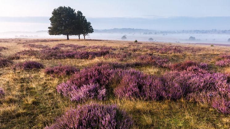 Lüneburger_Heide_Surhorn