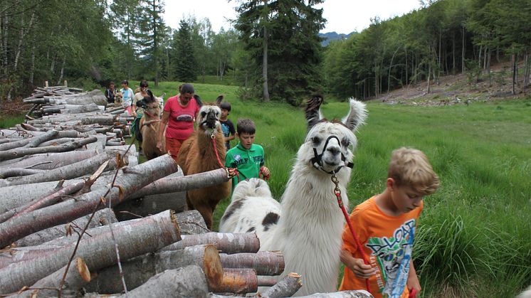 Lama-Trekking im Tessin