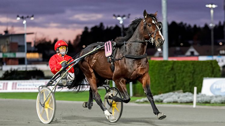 Disco Volante är en av hästarna som startar på torsdag. Foto: Maria Holmén/TR Bild.Gävle