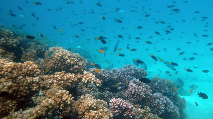 Living coral