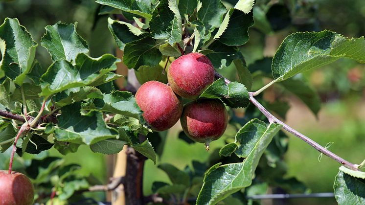 Sächsisches Obstland - Äpfel