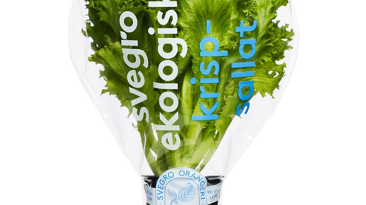 Svegro Pack 170619-Krispsallat EKO
