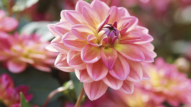 Dekorativdahlia 'Pacific View' Blomsterlandet 2023