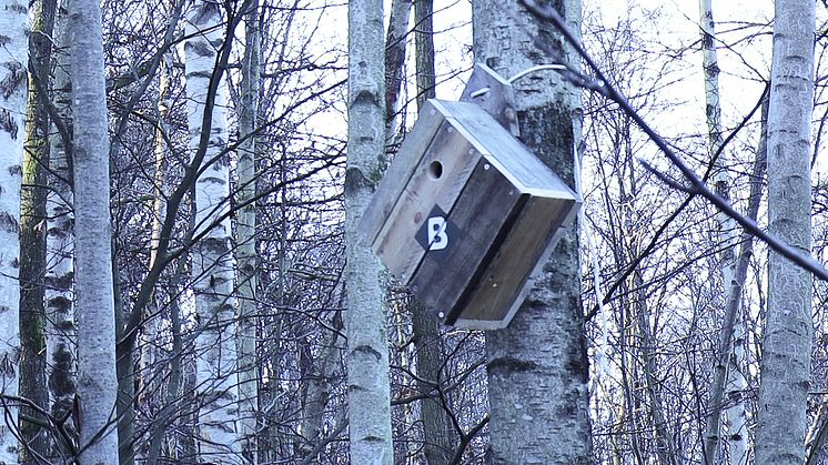 I Kallebäcks Terrasser och Mölnlycke Fabriker, två av Wallenstams stora nybyggnationsområden nära Göteborg, finns nu även nya hållbara hem för småfåglar på plats. Det är fågelholkar av spillvirke som Wallenstam köpt från UF-företaget BirdEthical. 