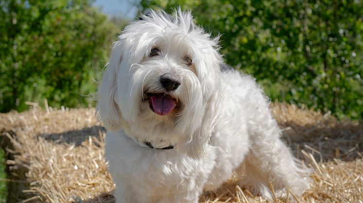 Från hund- och kattmat till halmbalar och humlesurr – nu visar Doggy AB vägen med ny modell för svenska biokrediter. 