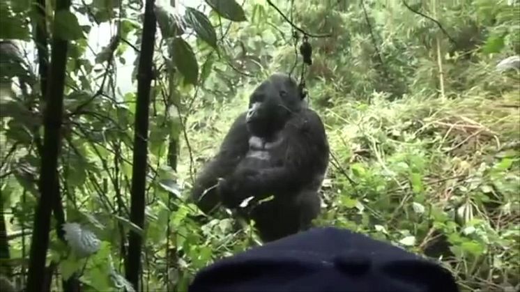 Möte med bergsgorillor | Thabela Travel