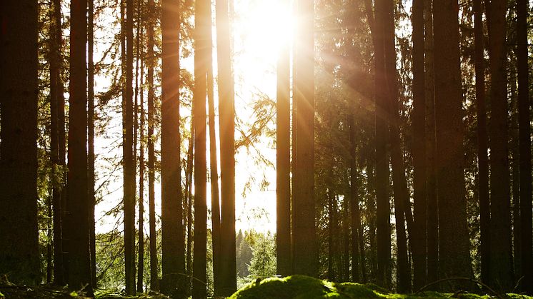 ​Historia, framtid och hållbara bostäder inspirerade till namnet BoKlok Grönhult i namntävling