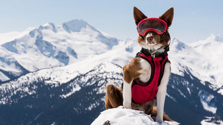 Superpower Dogs - Henry