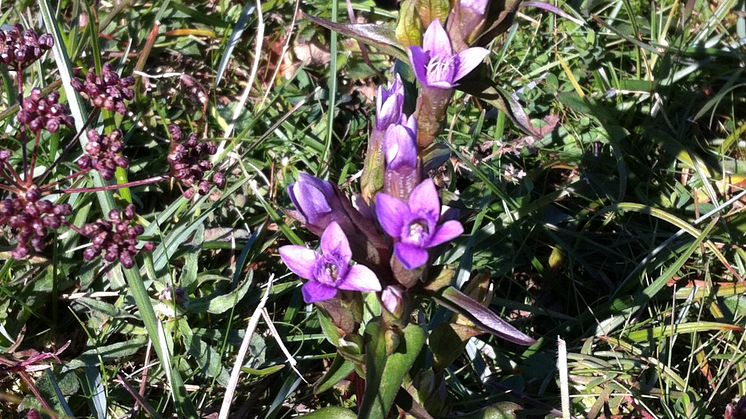 Kustgentiana