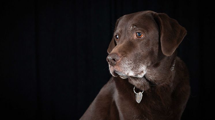 Hunde willkommen in Weinfelden
