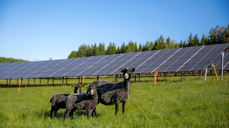 Får i Solhagen i Torphyttan