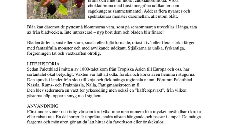 Årets Sommarblomma 2019 - PALETTBLAD