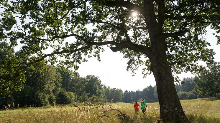 Fernrundwanderweg "Rund um die Schorfheide" ist nominiert für „Deutschlands schönster Wanderweg 2022“