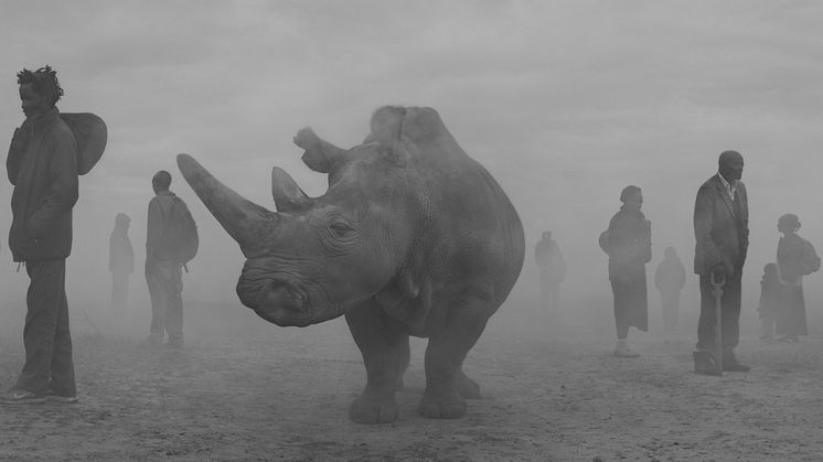 © Nick Brandt, Najin and people in fog - Kenya 2020 - Courtesy WILLAS contemporary