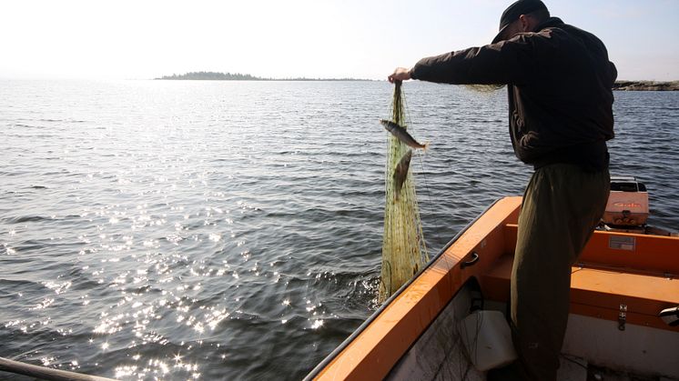 Länsstyrelserna runt Vättern utfärdar nya lokala kostrekommendationer för abborre och röding. Foto: mostphotos