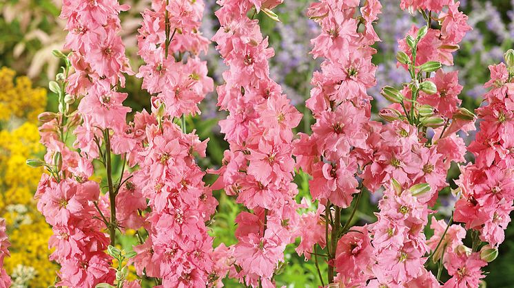 BL_Romersk-riddarsporre-Rose-Queen_327679