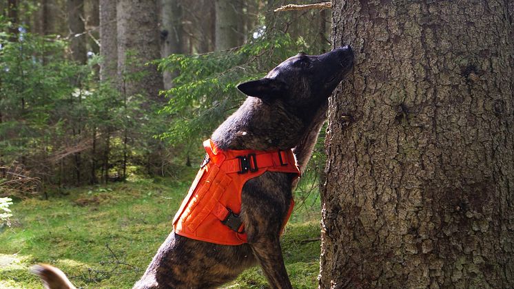 SnifferDogs01