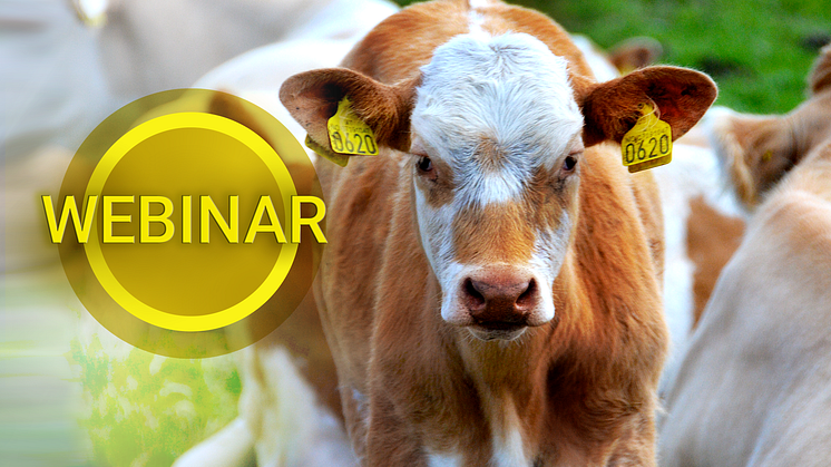 Elkontroll webinar