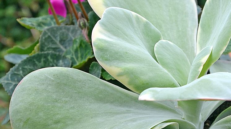 Kalla blad och varma blommor