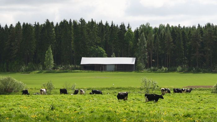 Heinäkuun ”hiljaiseloa” Arla Ingmanilla