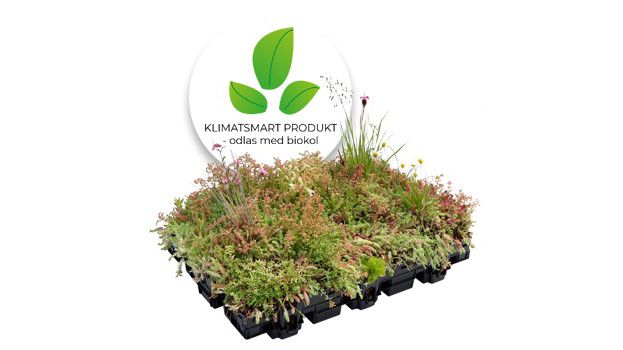 Veg Techs allt- i- ett modul Hydropack® Sedum-ört-gräs odlas med biokol.