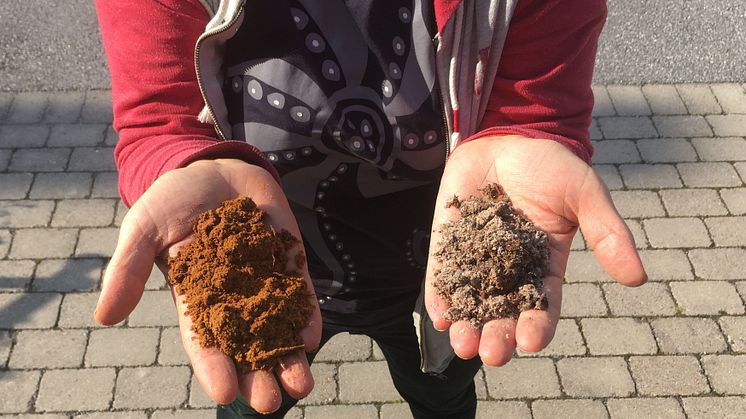 Forskningsledaren Anna Rosling med jord från Ivantjärnheden. Till vänster i den magrare och rödare jorden trivs Archaeorhizomyces secundus och i den mullrikare jorden till höger dominerar Archaeorhizomyces victor. Foto: Veera Tuovinen 